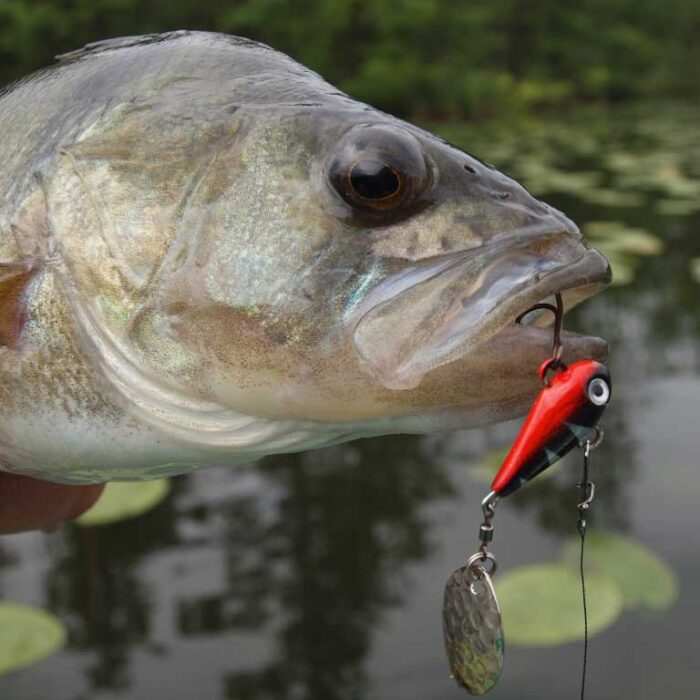 Spinmad spinnertail MAG 6gr - imagine 14